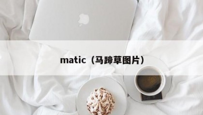 matic（马蹄草图片）